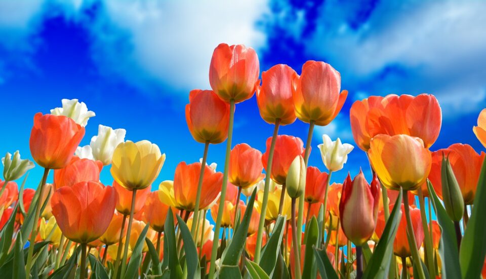 Tulips (in case you didn't realize).